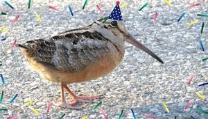 Carousel image e93ae6bf98c2a652ac07 10 26comm timberdoodle