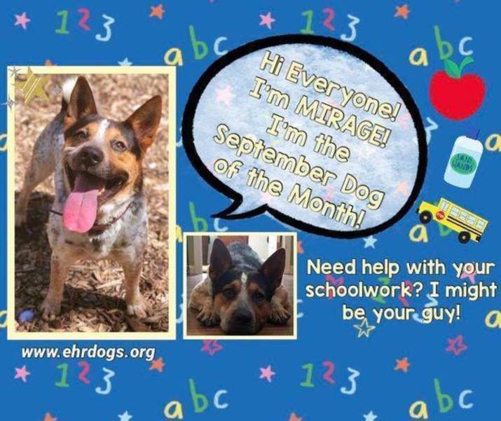 Back To School September Dog Of The Month Mirage Tapinto