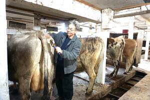 Carousel image 3108b5099ec92a1c4539 11 26comm hvf cow grooming