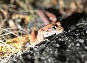Carousel image bd04e5ee0fbd46058e7d 11 26comm wood frog dec