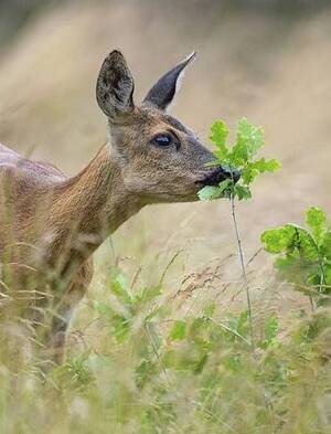 Carousel image b69f218390f793ef2d4c 12 26comm build a deer enclosure partners for climate action