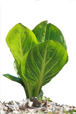 Carousel image 34bb5bd3c16d7f46544d 13 26col woods 