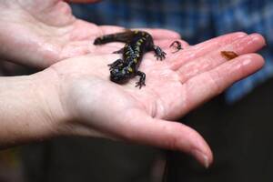 Carousel image a0aba3edde1e19ffa171 13 26comm woodland pool salamander