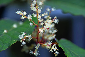 Carousel image 5809a191a988eaf333b9 14 26comm invasive plant