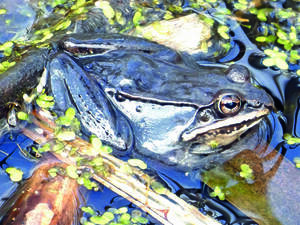 Carousel image 6738bfd904c5e5bf2f34 14 26comm wood frog at mvb nhs