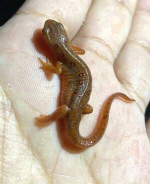 Carousel image a311ea5a56d6ef46debf 14 25comm red eft columbia land conservancy photo