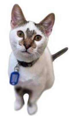 Carousel image f10ce168e98be6c6680e 14 26comm cat with collar