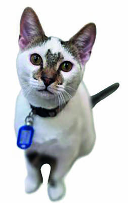 Carousel image f11d15366acee96beb7a 14 26comm cat with collar