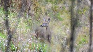 Carousel image 32b22c64665aeb651809 15 26comm hunter education bordens