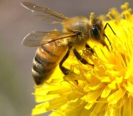 Carousel image b932cc52a188f39c69e9 15 26comm little things cac movie publicity graphic bee 