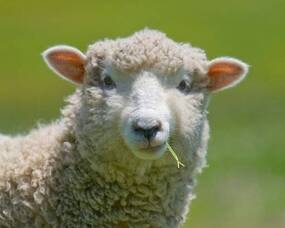 Carousel image 0dd0cd9208cea798c656 16 26comm sheep and wool showcase pic