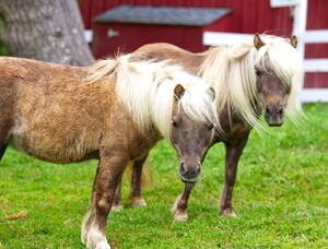 Carousel image bf5dc6a2695abb52c096 16 26comm fasny ss graphic mighty mini horses 2026 2