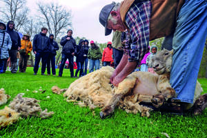 Carousel image db66a789566256956312 17 26whos clermont sheep and wool festival photo 1