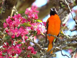 Carousel image 62283f16bad239e0a990 18 26comm baltimore oriole photo by spencer crawford