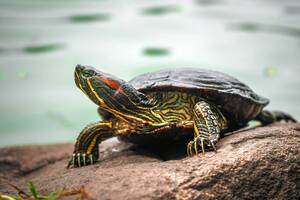 Carousel image a2e1dc5673b014687b86 18 26comm painted turtle 