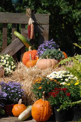 Carousel image 6c6f2d57dcdb2590a862 1autumn display300dpi photo credit melinda myers