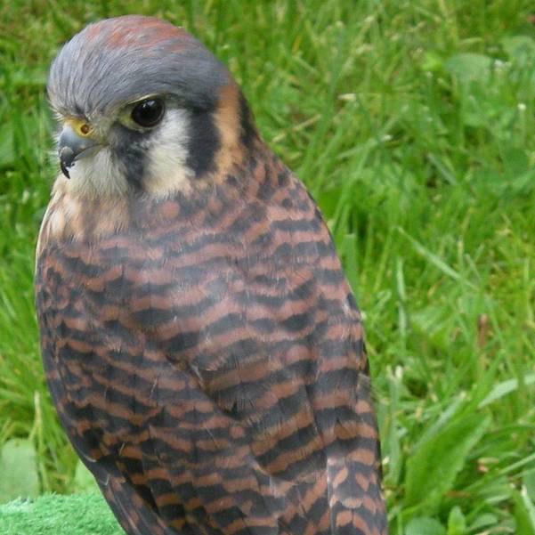 Live Birds of Prey at Trailside “New Jersey’s Magnificent Raptors