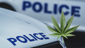 Carousel image 057929bfb9f229717be5 2025 news cannabis bust  1600 x 900 px 