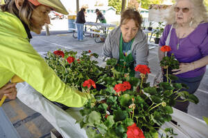 Carousel image f336214c04cfd6cb619a 20 26news germantown garden club plant sale 24 sa