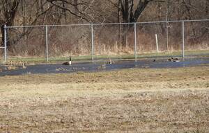Carousel image 4f7a3b eese and ducks enjoy the pond in left field at the abe uth baseball field in emory ark