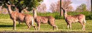 Carousel image 55d488a3848750880bf0 21 26comm white tailed deer cornell