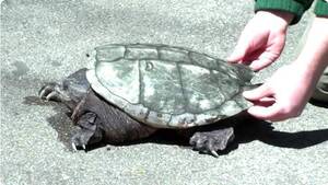 Carousel image 05dab716f8702df8d58c 22 24comm snapping turtle cross the road