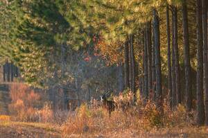 Carousel image 8815e4662c5df741fa82 24 24news forest