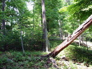 Carousel image 2948efb8b198c9f2cea1 26 24news forest health with photo 