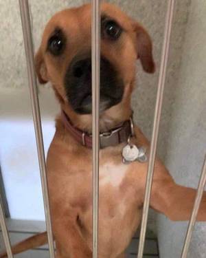 Can you help us find Amber a home?