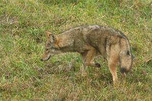 Carousel image bfdbea8e399d546f94d1 28 24col woods coyote