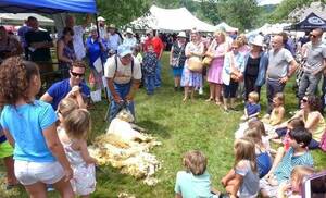 Carousel image 7c4dd51292f28a322b54 29 25comm blueberry sheep shearing