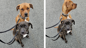 Carousel image clone 1675283 2726634459a351b78765 2dogs