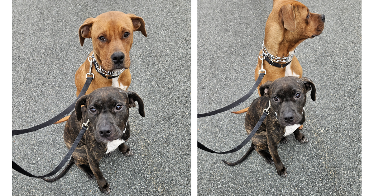 After Adoption Collapses, Two Rescue Dogs Face Return to High-Kill ...