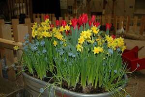 Carousel image fcb8dc5db74d14106d56   2 forced bulbs   grape hyacinths  daffodils   tulips
