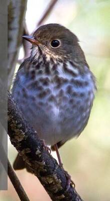 Carousel image 0a16ba02ef89d548d59c 30 25comm rheinstrom hermit thrush eric fetherman audubon photography