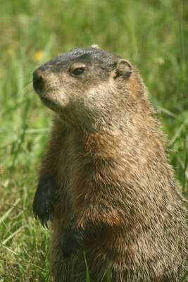 Carousel image a14a1c6cd8189ee31006 30 24col woodchuck scaled