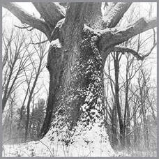 Carousel image b310a84c15abc8e6ba73 30 24news photo 3 tree greenport