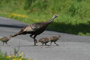 Carousel image e615d6fdaa38d748c9af 30 24col turkeys woods
