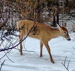 Carousel image fd771bb8fccb643bd279 3 17 wild reverie pic 1