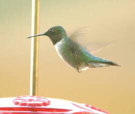 Carousel image 2edd7bab9eaca7a4f968 35 24col woods humming bird 