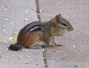 Carousel image 4029b0ff9d3827c7af78 37 24col woods chipmunk scaled
