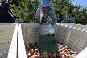Carousel image 9cca03c4788fa4a6526d 38 25news front page photo apple picking facebook
