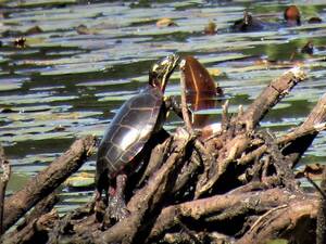Carousel image 9f2ef9cf16368a208adc 38 24col woods turtles 