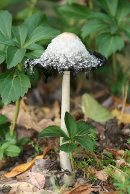 Carousel image 18005ac8f68c85cc4b84 39 24col woods mushrooms scaled