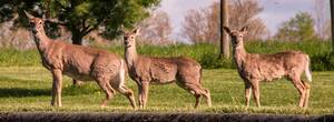 Carousel image 7579f982133e8bbc6dfa 42 25news rabid deer photo 