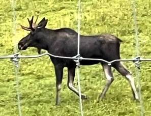Carousel image 4939804c95259c8e7c1e 43 25blot bull moose in ancramdale photo contributed