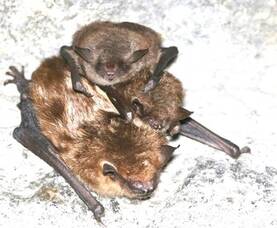 Carousel image ec5eadc49da8cf566e9b 43 25comm bat week dec photo