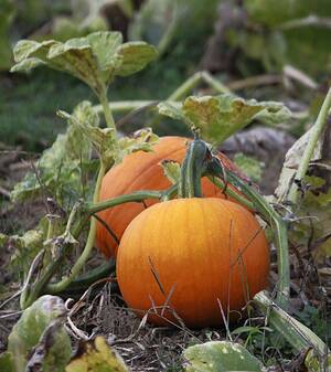 Carousel image 8f57ef909c00d37f34f8 45 24col woods pumpkin scaled