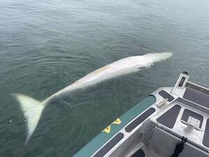 Carousel image cb31cf dead whale floats