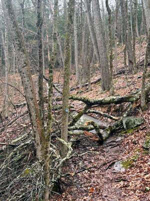 Carousel image d6937f76aac4ce6eb7ac 4 7 wild reverie pic 1